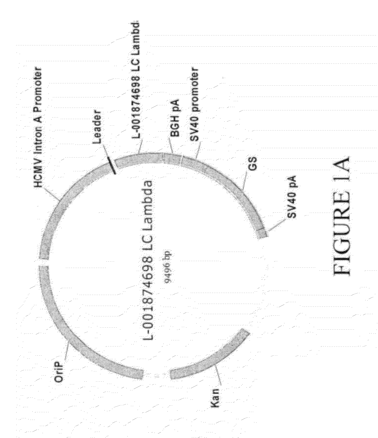 Antibodies specific for dkk-1