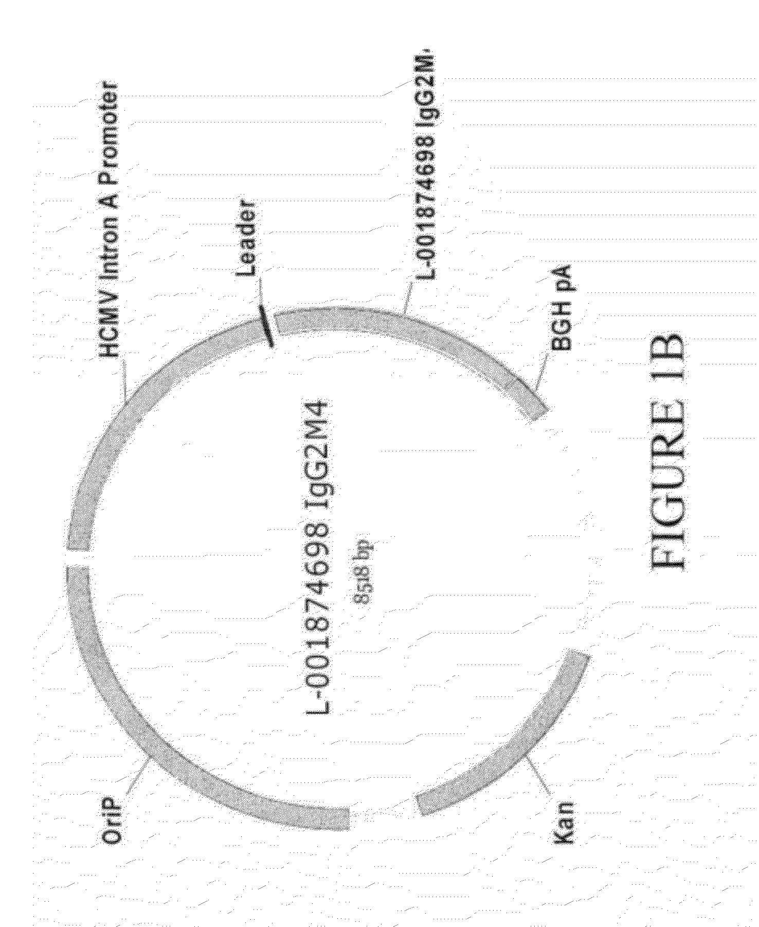 Antibodies specific for dkk-1