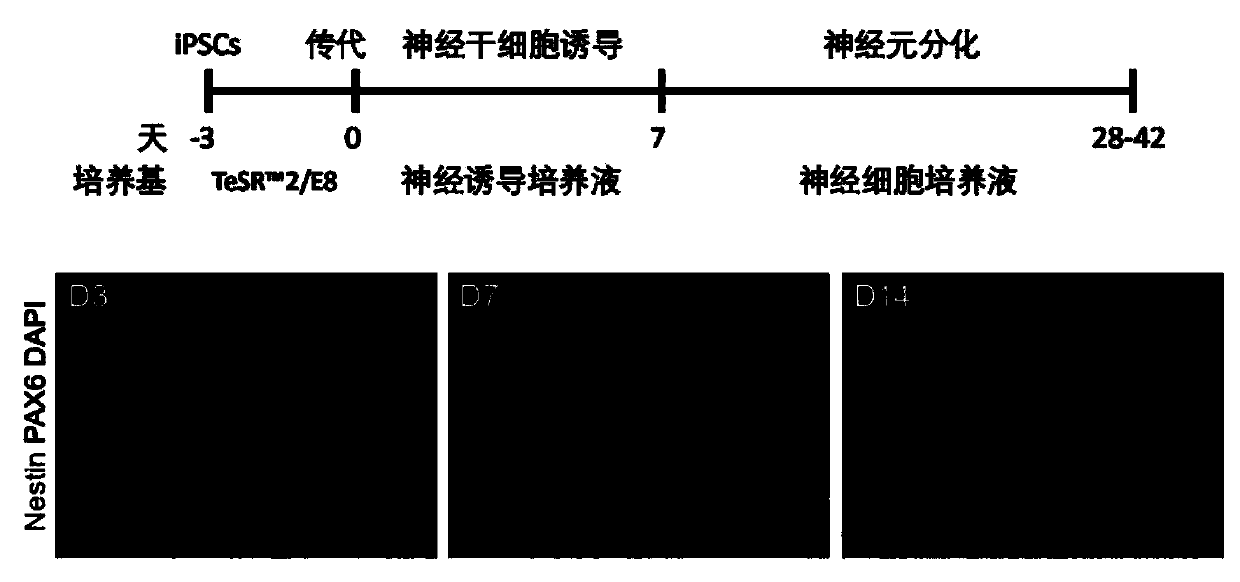 Preparation method of neural stem cells and glutamatergic neurons in cerebral cortex