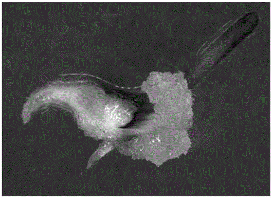 Method for inducing dendrocalamus latiflorus stem apex calluses and obtaining regeneration plants