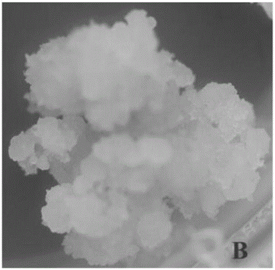 Method for inducing dendrocalamus latiflorus stem apex calluses and obtaining regeneration plants