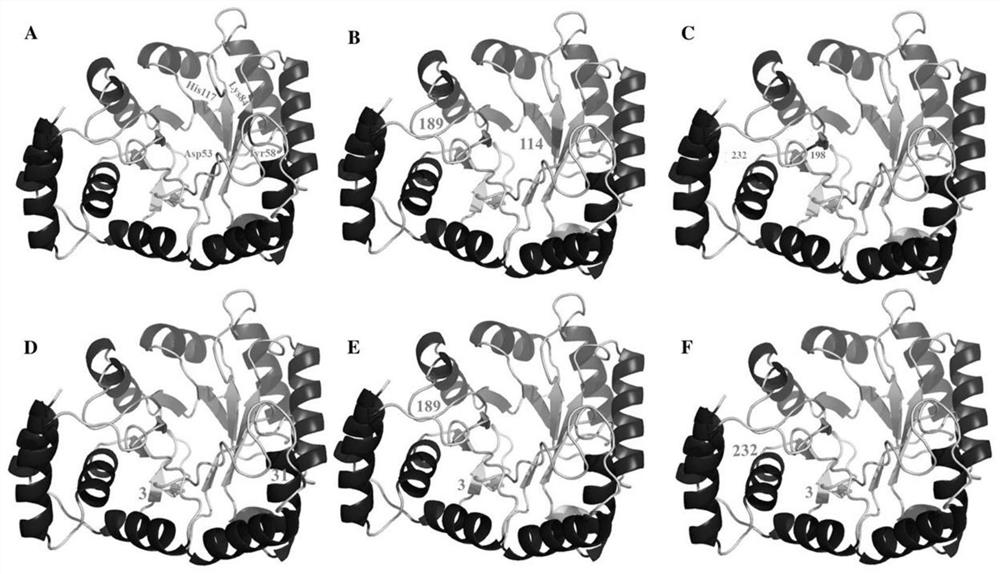 Method for preparing stable zymoprotein ring through precise regulation and control assembly