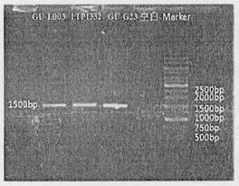 Lactobacillus fermentum strain and application thereof