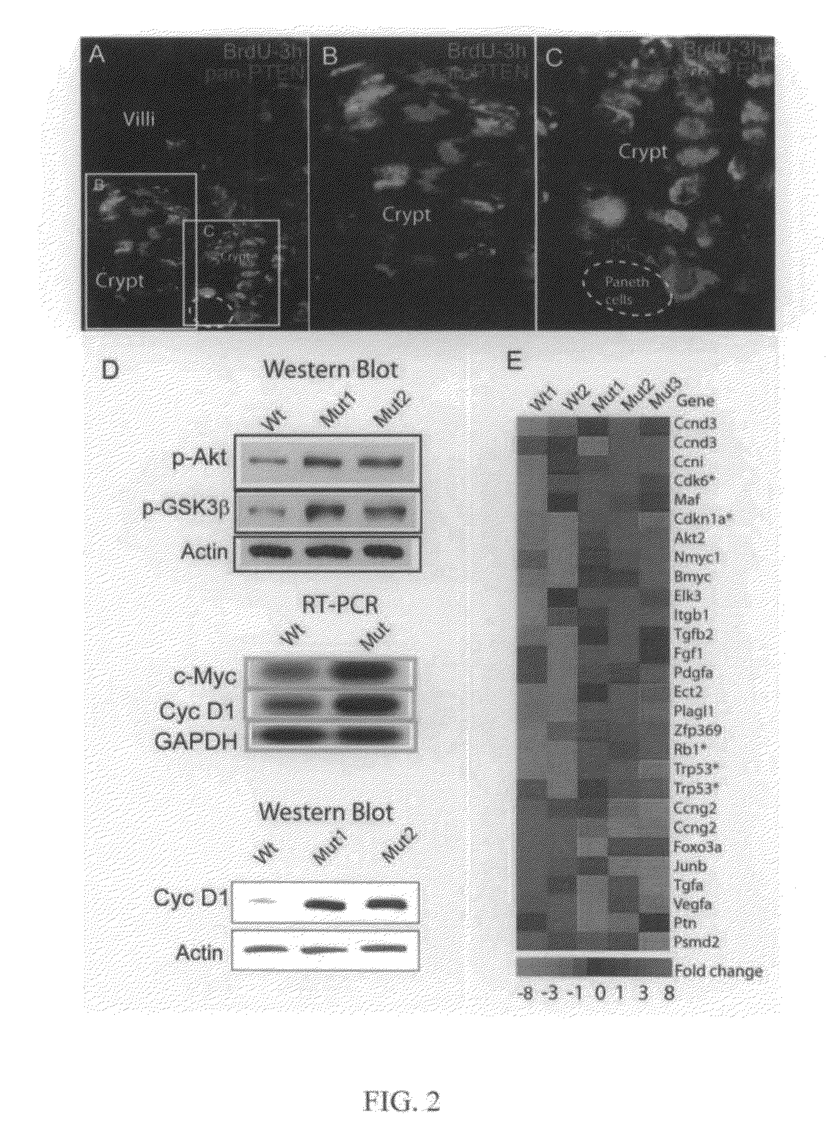 PTEN/Akt methods and compositions relating to BMP