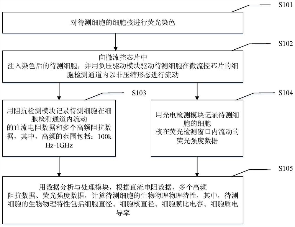 Uncompressed channel-based unicellular biophysical property detection device and unicellular biophysical property detection method