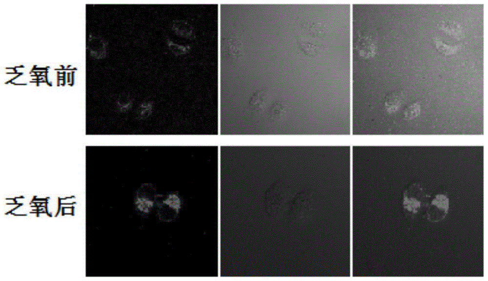 A kind of phosphorescent iridium complex and its preparation method and application