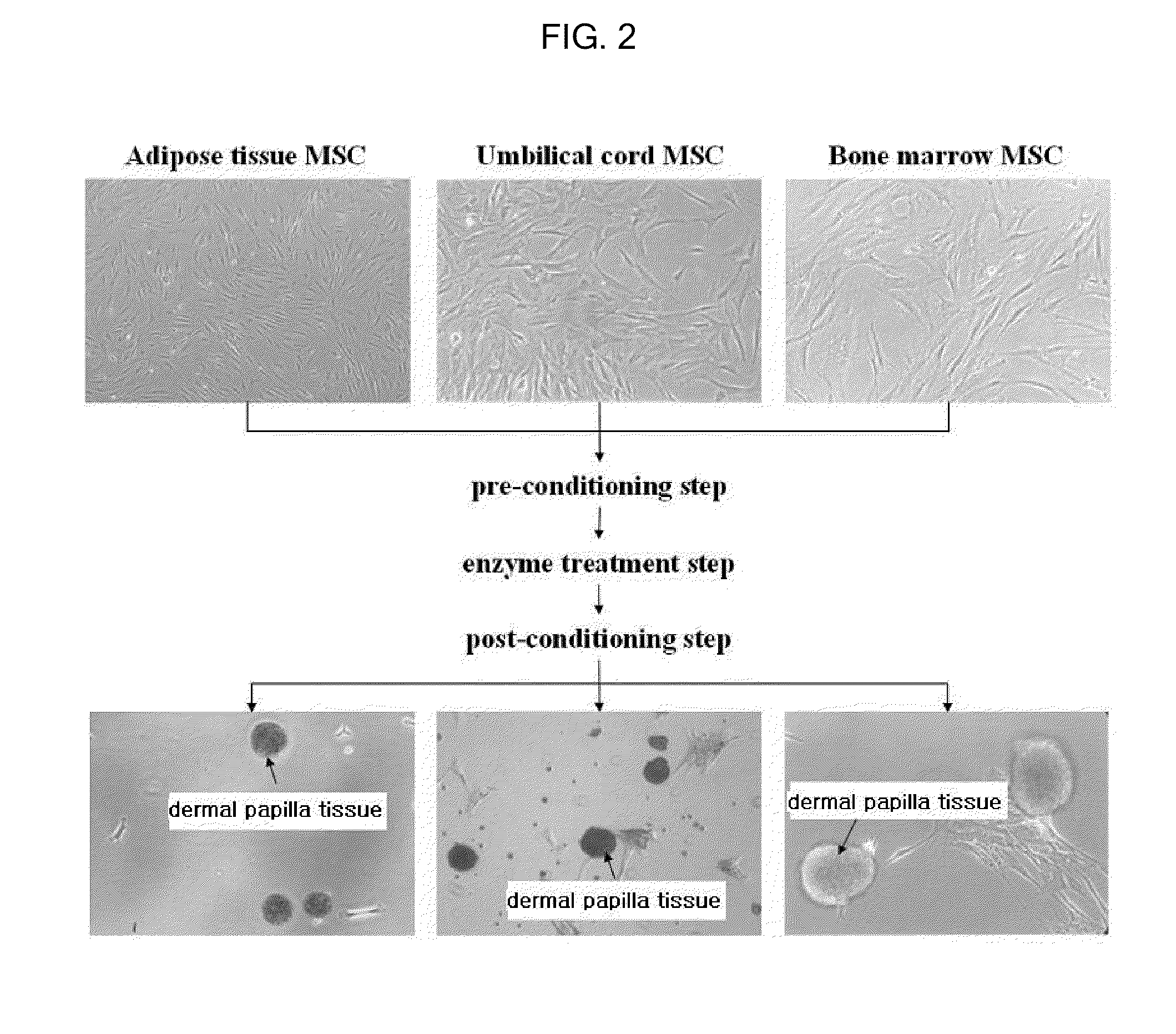 Method for the preparation of dermal papilla tissue employing mesenchymal stem cells