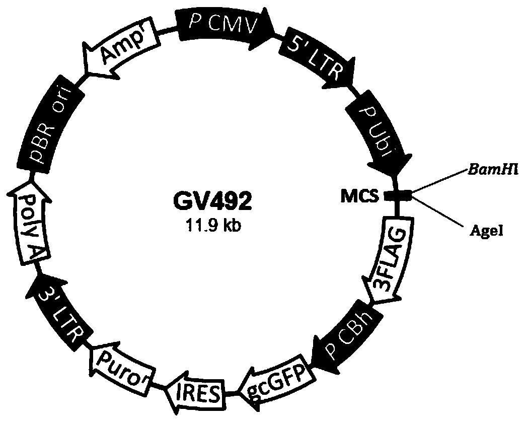 Recombinant MSCs (mesenchymal stem cells) as well as preparation method and application thereof in preparation of drug for treating ALF (acute liver failure)