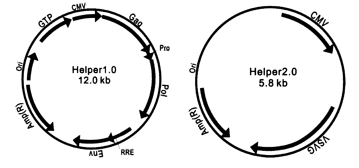 Recombinant MSCs (mesenchymal stem cells) as well as preparation method and application thereof in preparation of drug for treating ALF (acute liver failure)