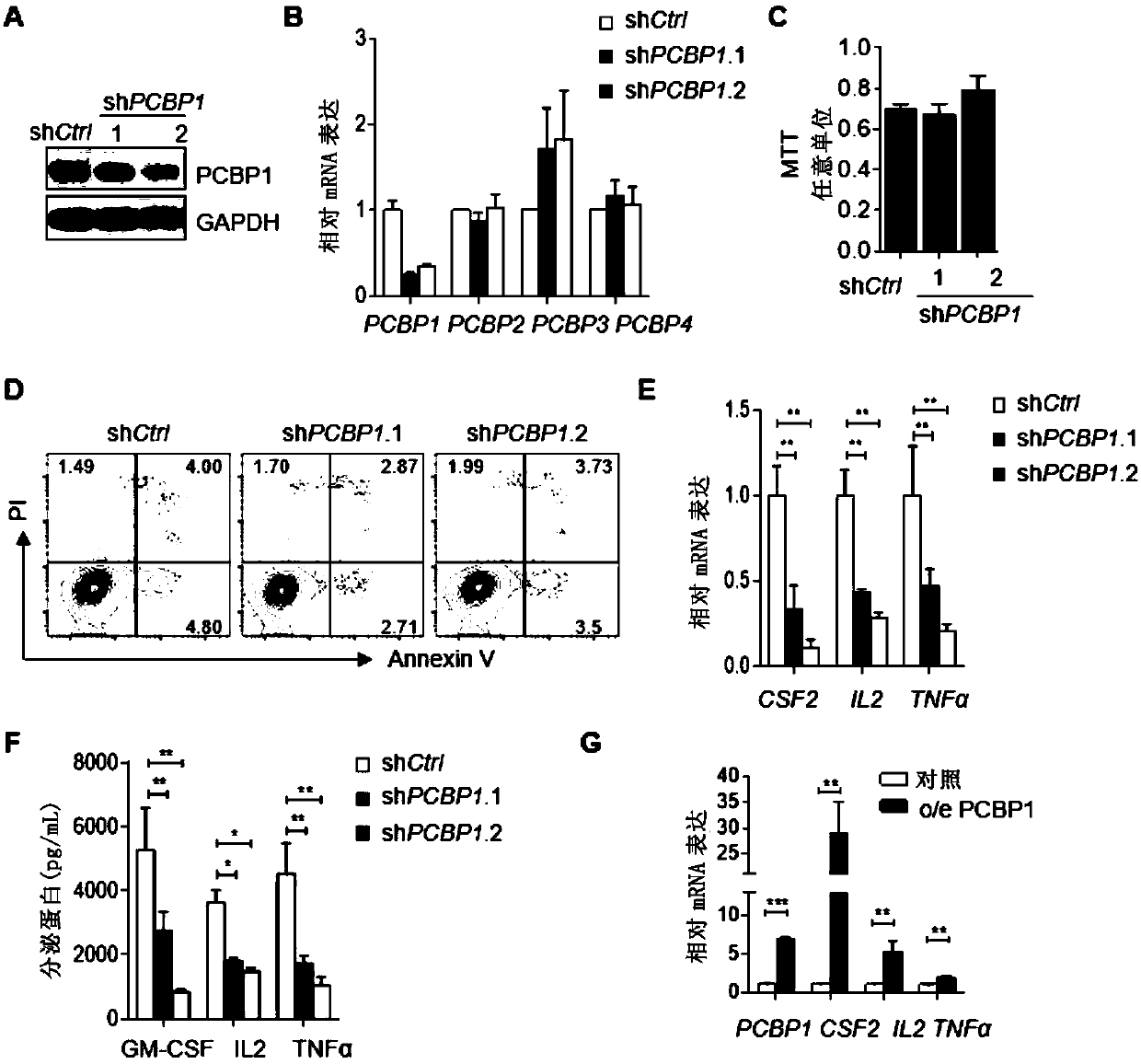 Application of poly(C)-binding protein 1 (PCBP1) gene or protein regulator thereof to immune system disease