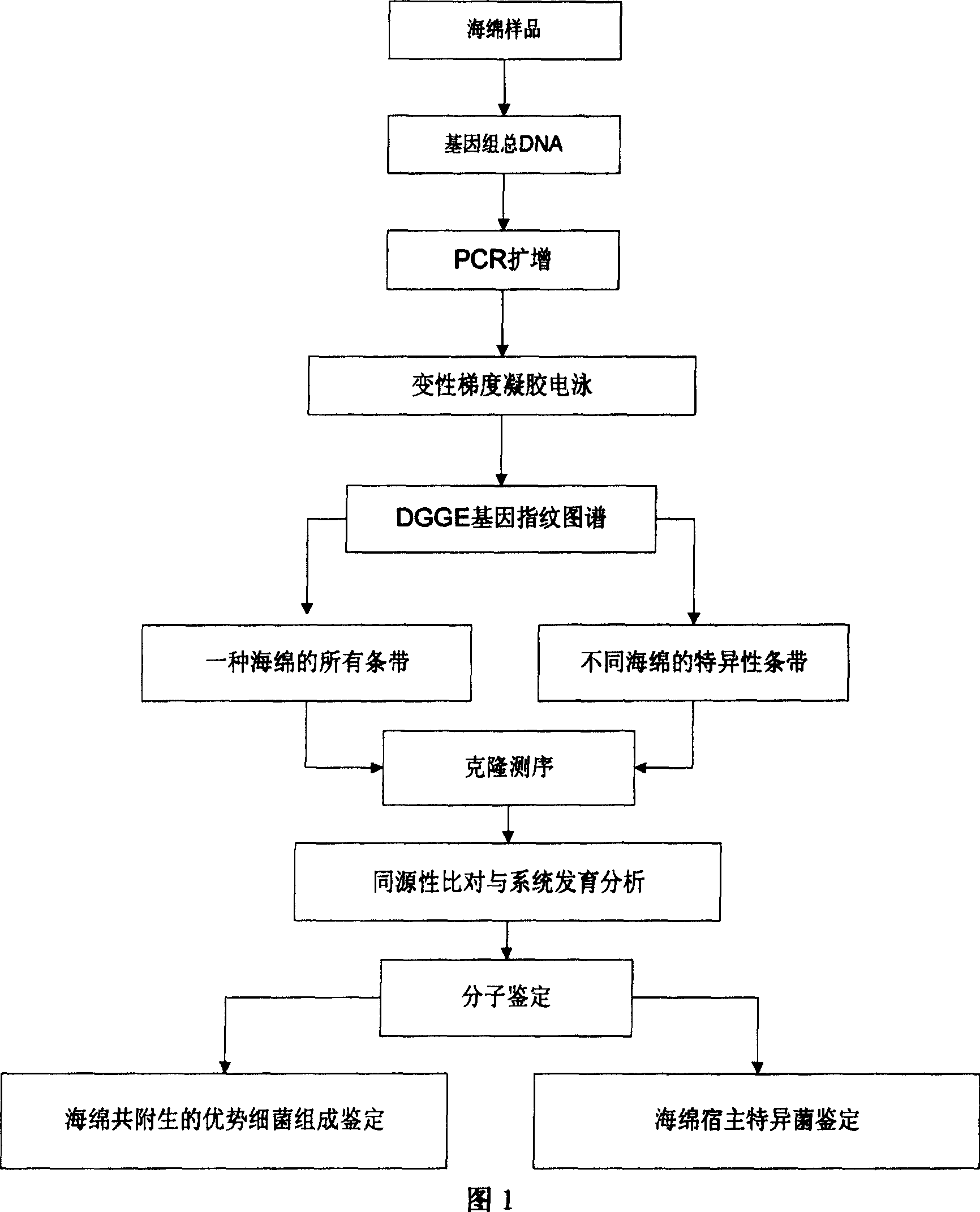 Molecular identification method for sponge associated dominant bacterium constitution and host specific bacterium