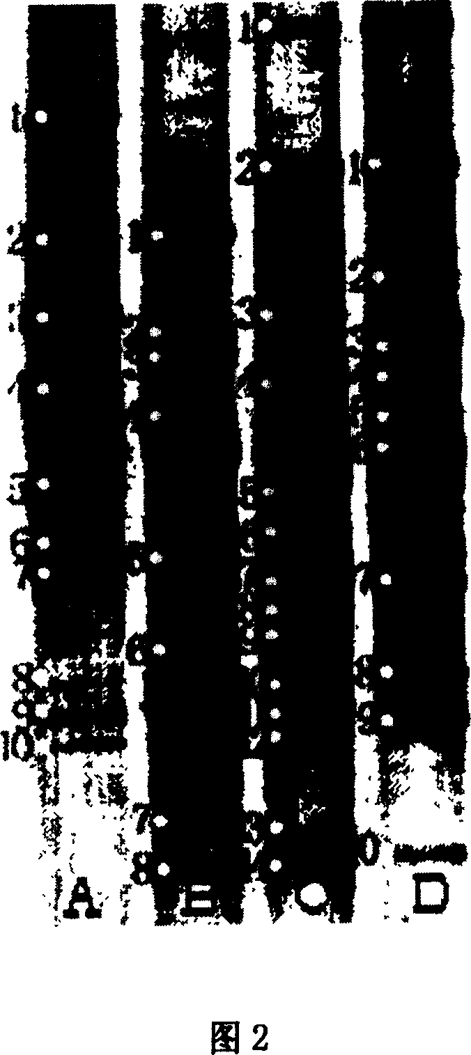 Molecular identification method for sponge associated dominant bacterium constitution and host specific bacterium