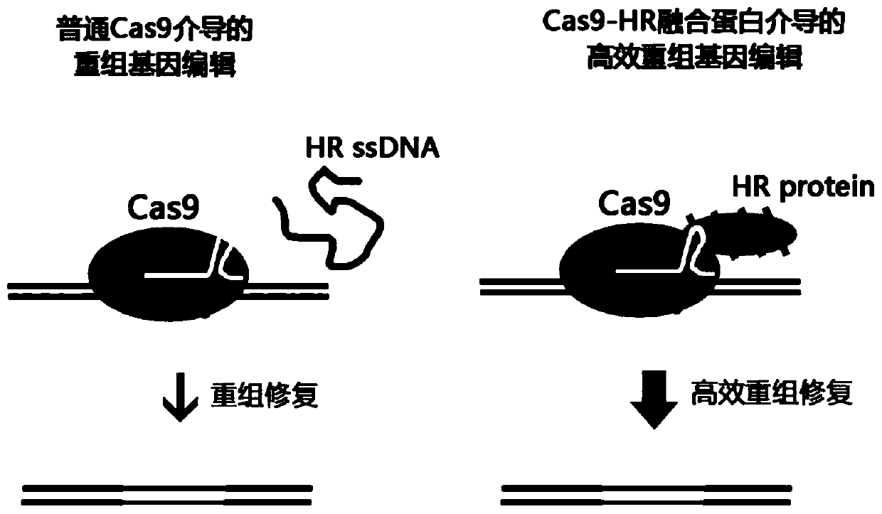 Fusion protein and design method thereof