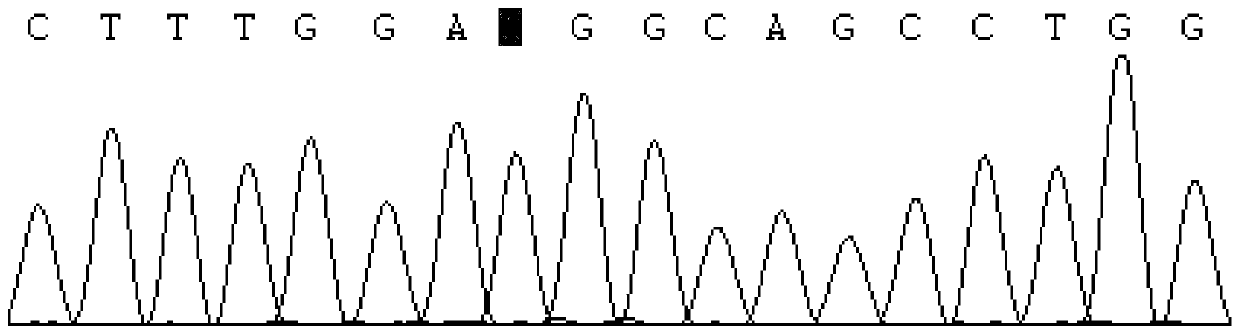 Method and application of rapid detection of single nucleotide polymorphism of sheep nelf gene by pcr-sscp