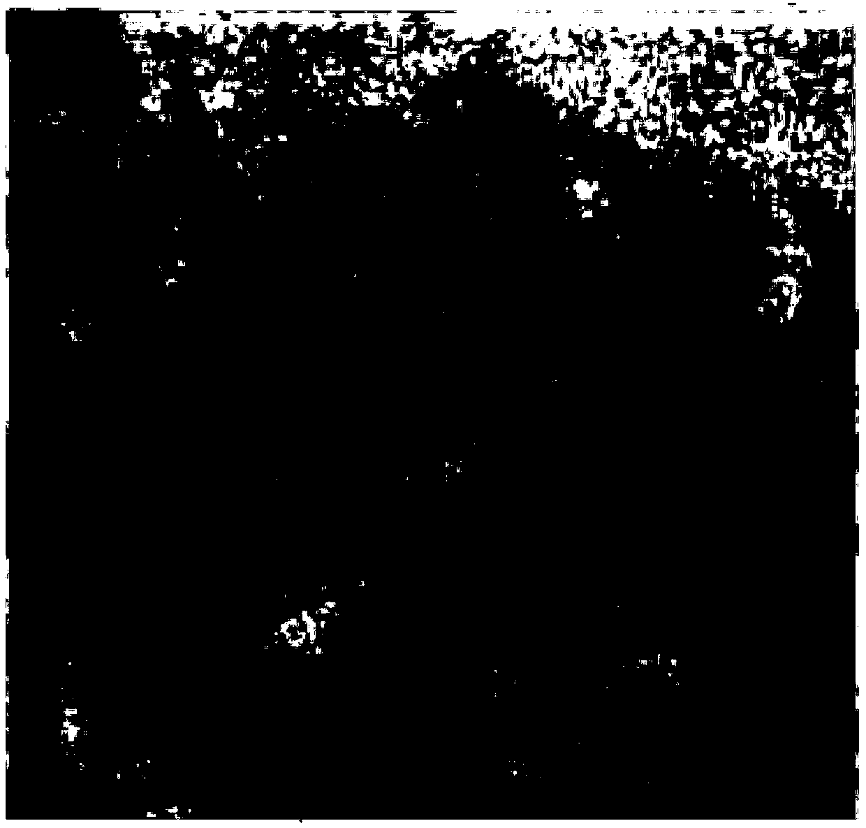 Ginseng compounded cream for improving collagen structure of human skins, and preparation method thereof