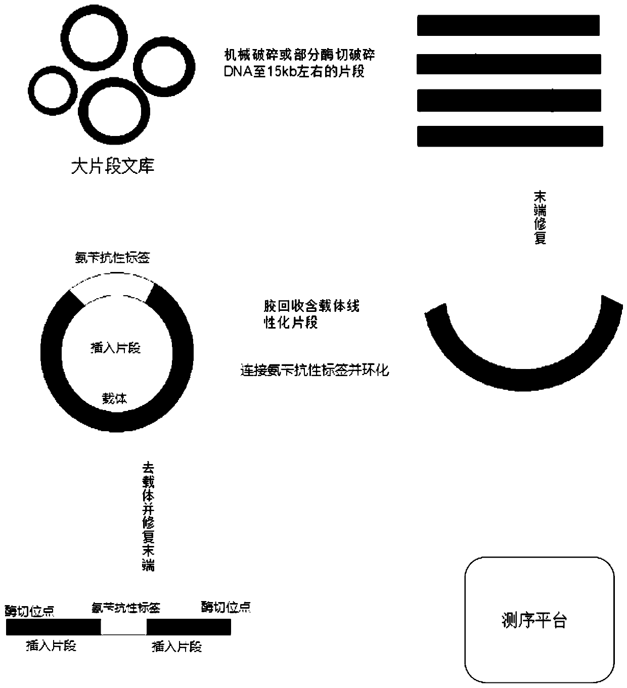 Long-fragment DNA (deoxyribonucleic acid) library long paired-end sequencing method