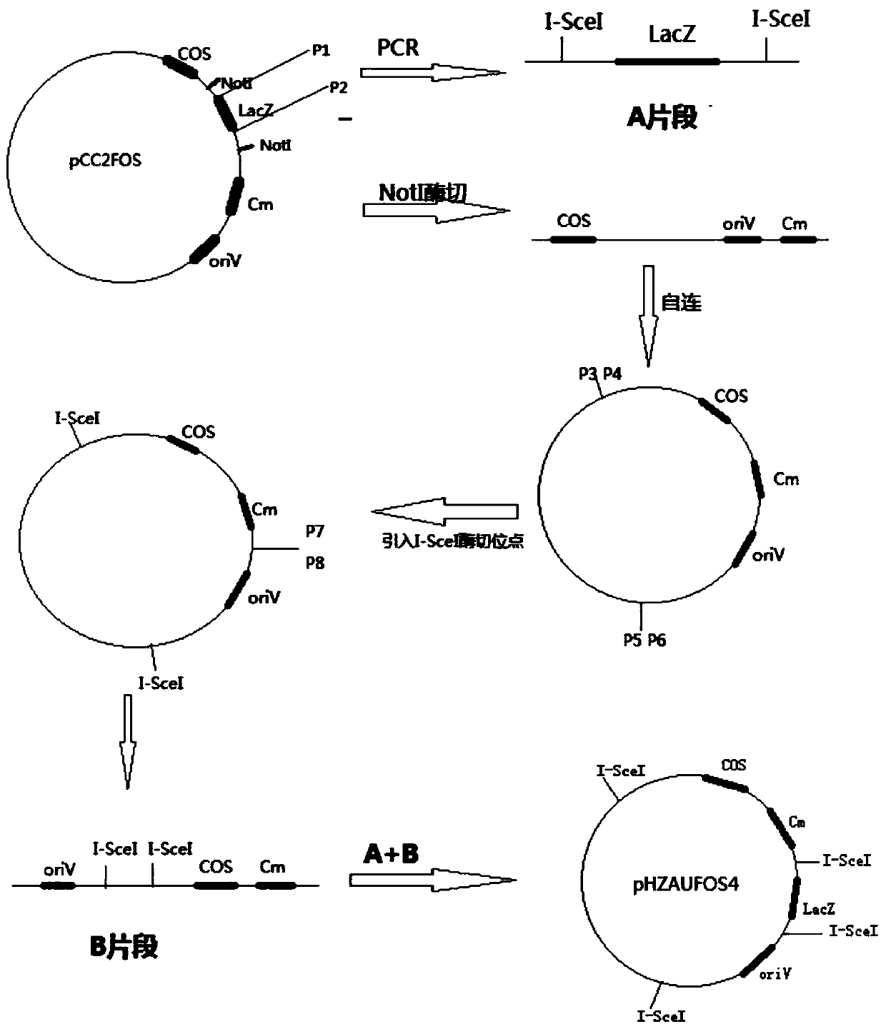 Long-fragment DNA (deoxyribonucleic acid) library long paired-end sequencing method