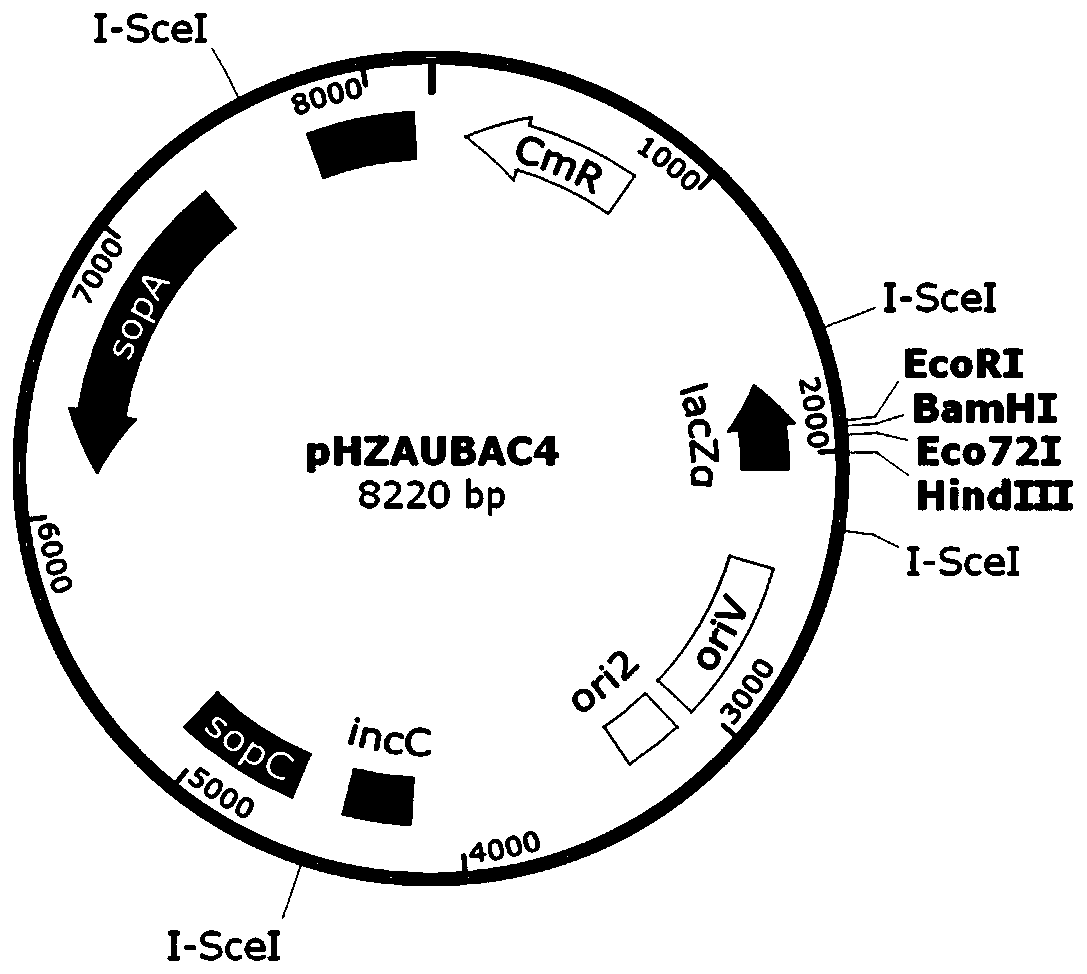 Long-fragment DNA (deoxyribonucleic acid) library long paired-end sequencing method