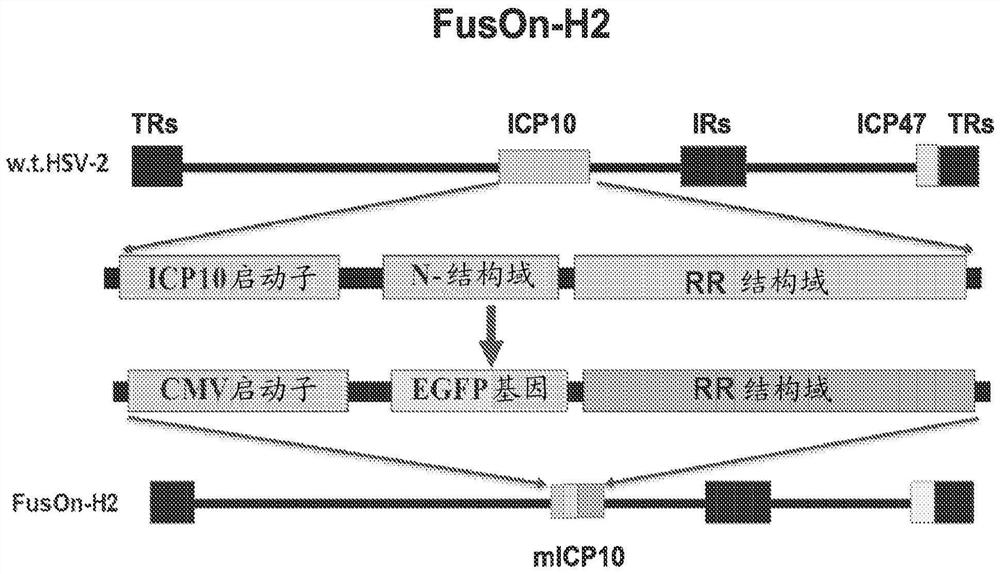 Oncolytic virus therapy with induced anti-tumor immunity