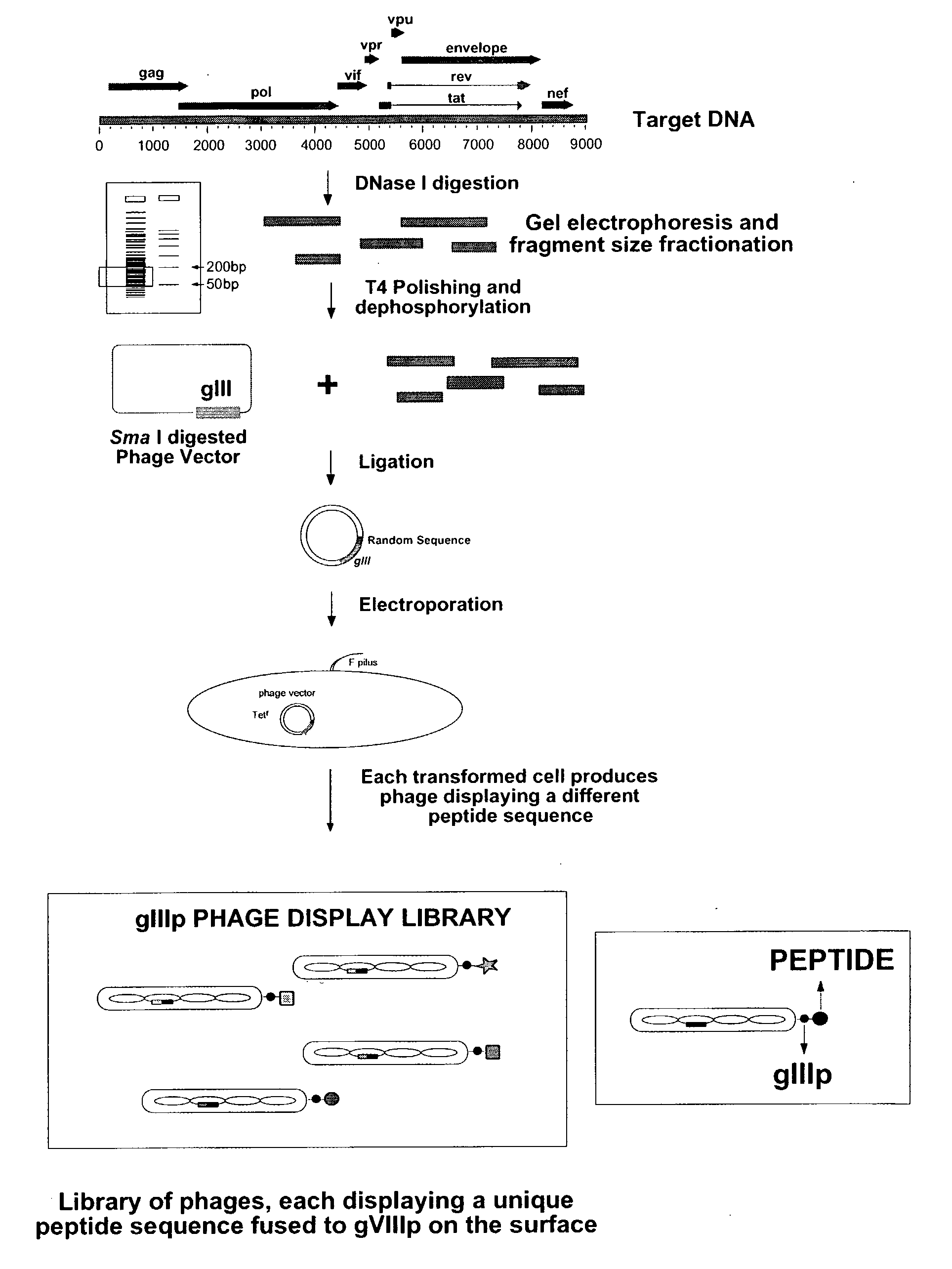 Compositions and methods for the detection of hiv-1/hiv-2 infection