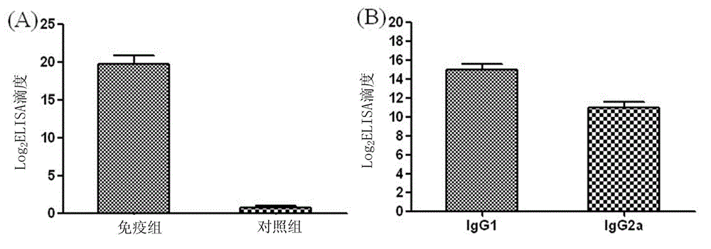 Streptococcus protective antigen C5a and preparation method thereof