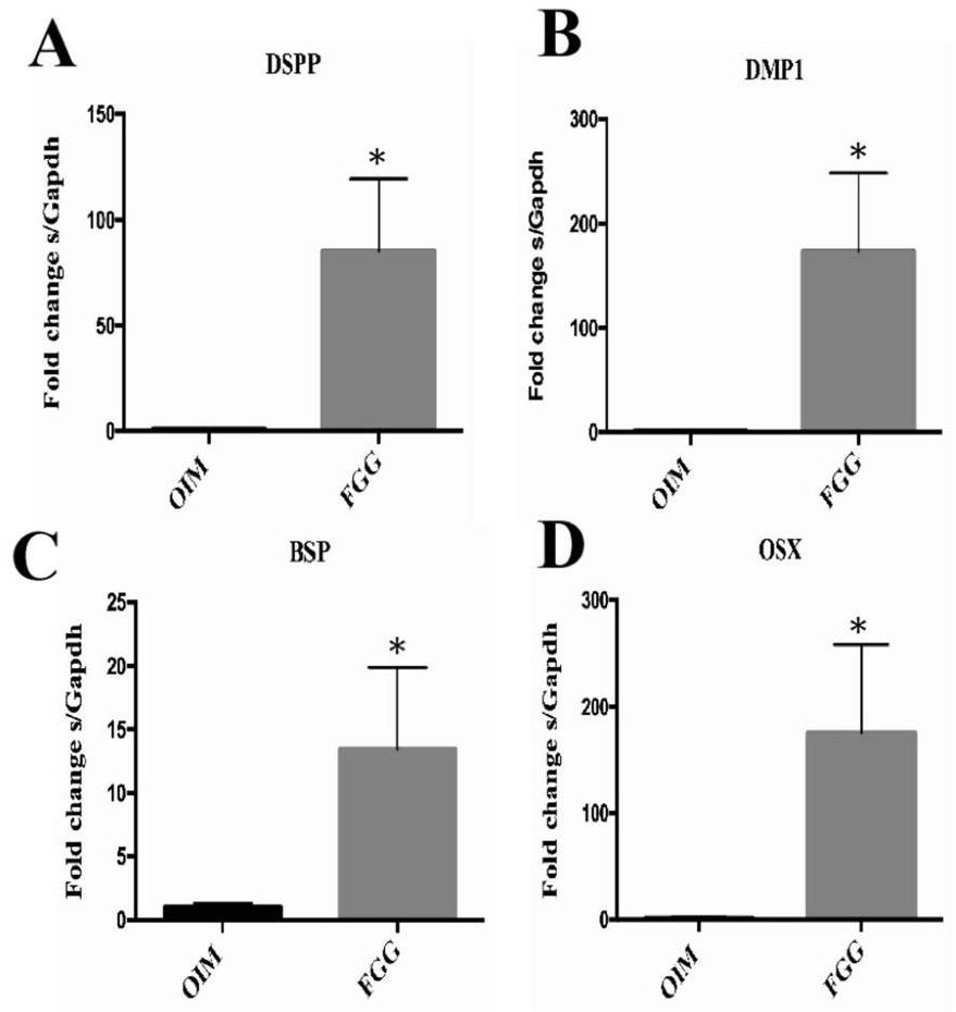 New application of fibrinogen gamma chain in the field of tooth regeneration and its kit