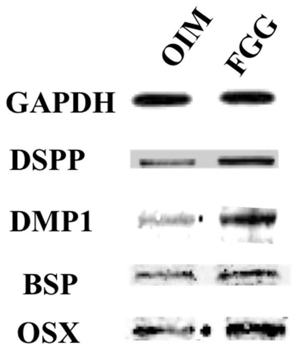 New application of fibrinogen gamma chain in the field of tooth regeneration and its kit