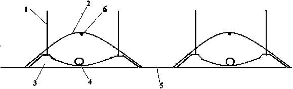 Method for cultivating over summering tomato plants in sunlight greenhouse