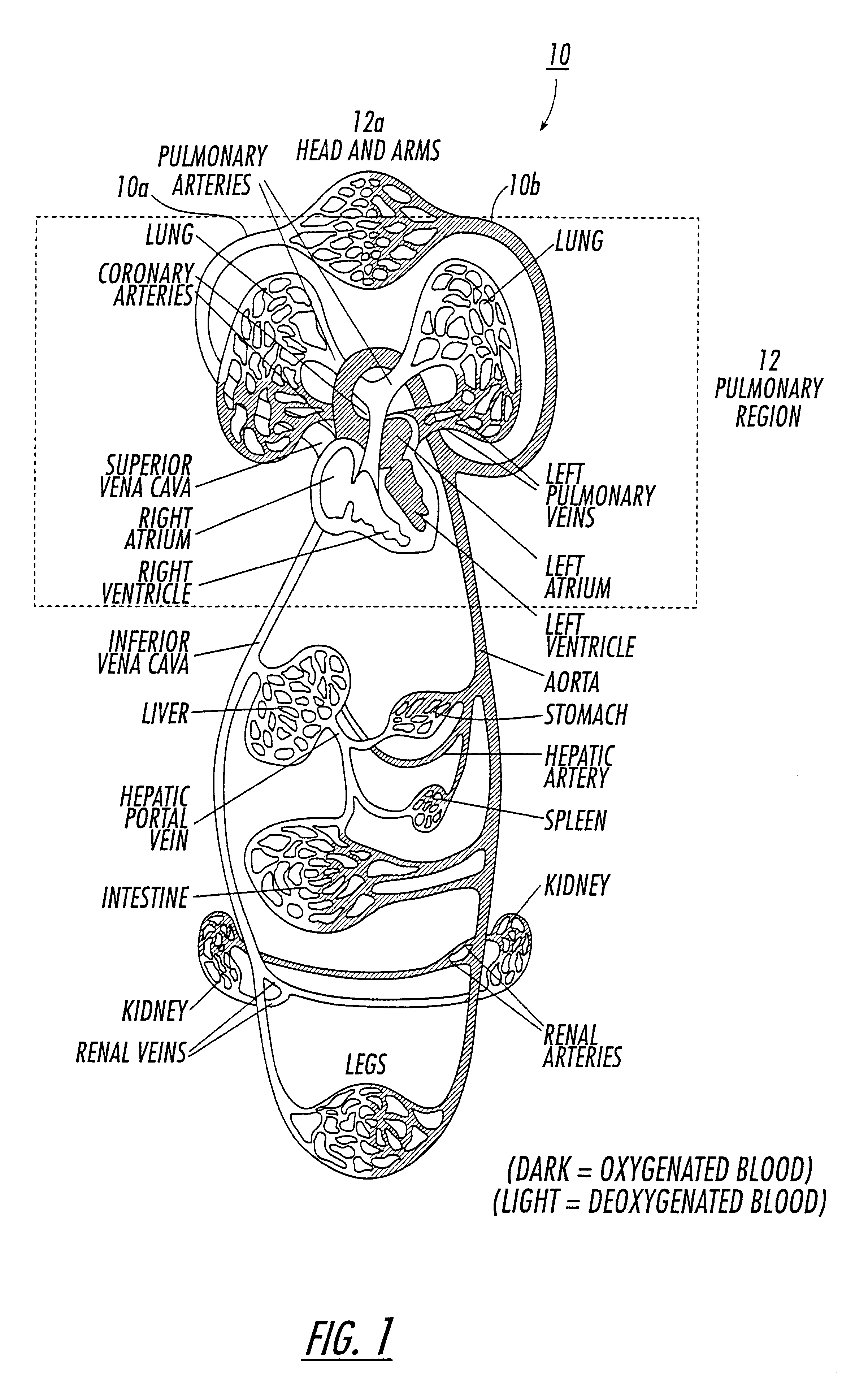 Diagnostic procedures using 129Xe spectroscopy characteristic chemical shift to detect pathology in vivo