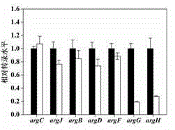 Metabolic transformation method for efficiently improving production capacity of corynebacterium crenatum SYPA5-5 L-arginine