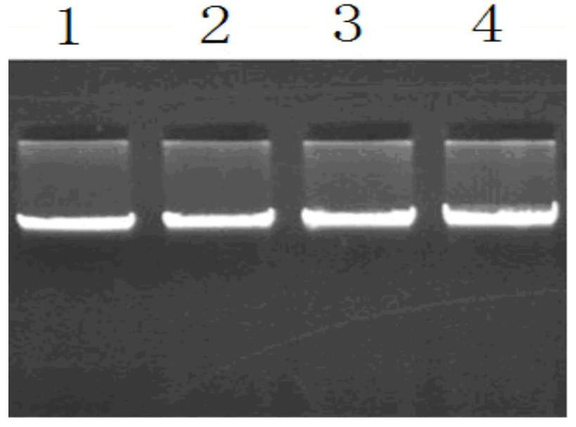 A kind of SNP molecular marker of Qinchuan cattle cfl1 gene and its detection method