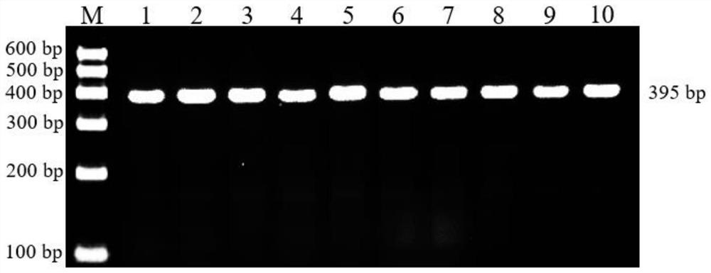 A kind of SNP molecular marker of Qinchuan cattle cfl1 gene and its detection method