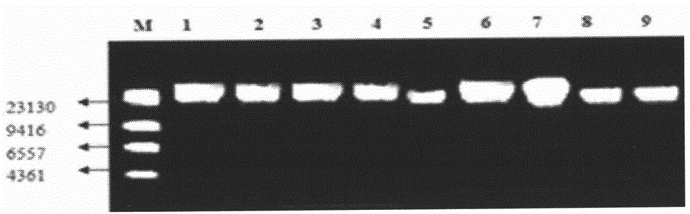 Method for extracting total DNAs of soil microorganisms at high purity