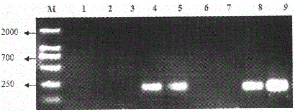 Method for extracting total DNAs of soil microorganisms at high purity