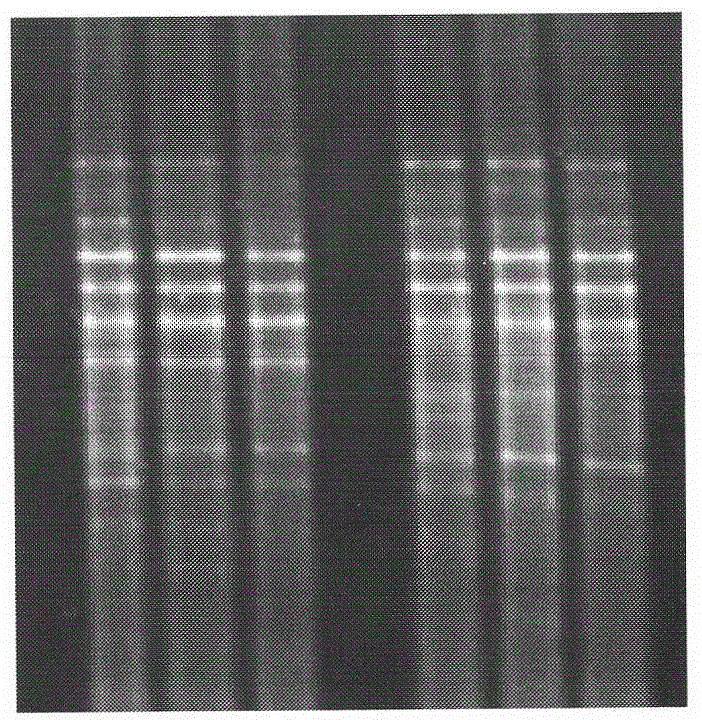 Method for extracting total DNAs of soil microorganisms at high purity