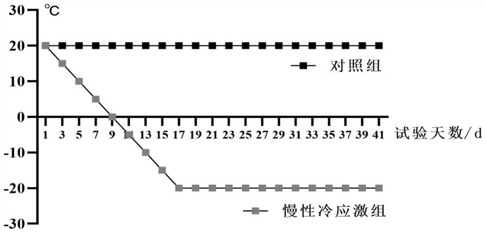 Construction method and application of sheep chronic cold stress model