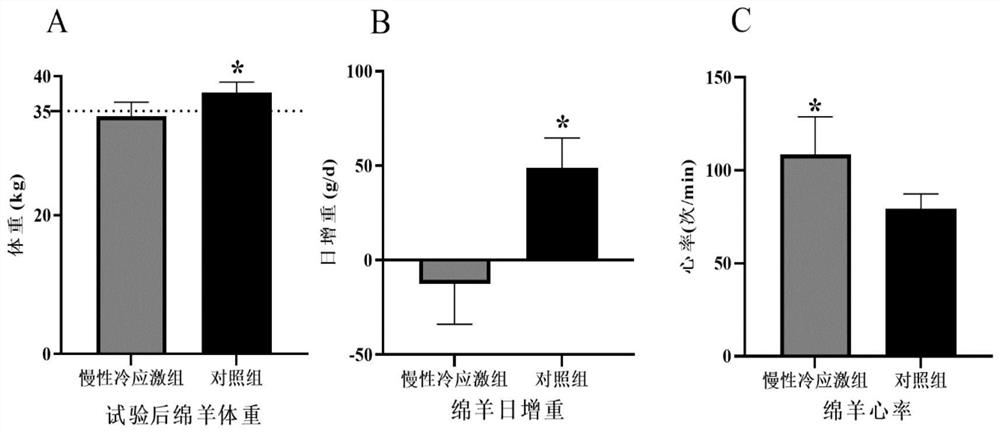 Construction method and application of sheep chronic cold stress model