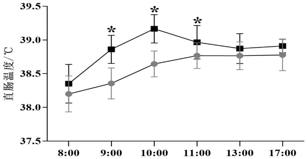 Construction method and application of sheep chronic cold stress model