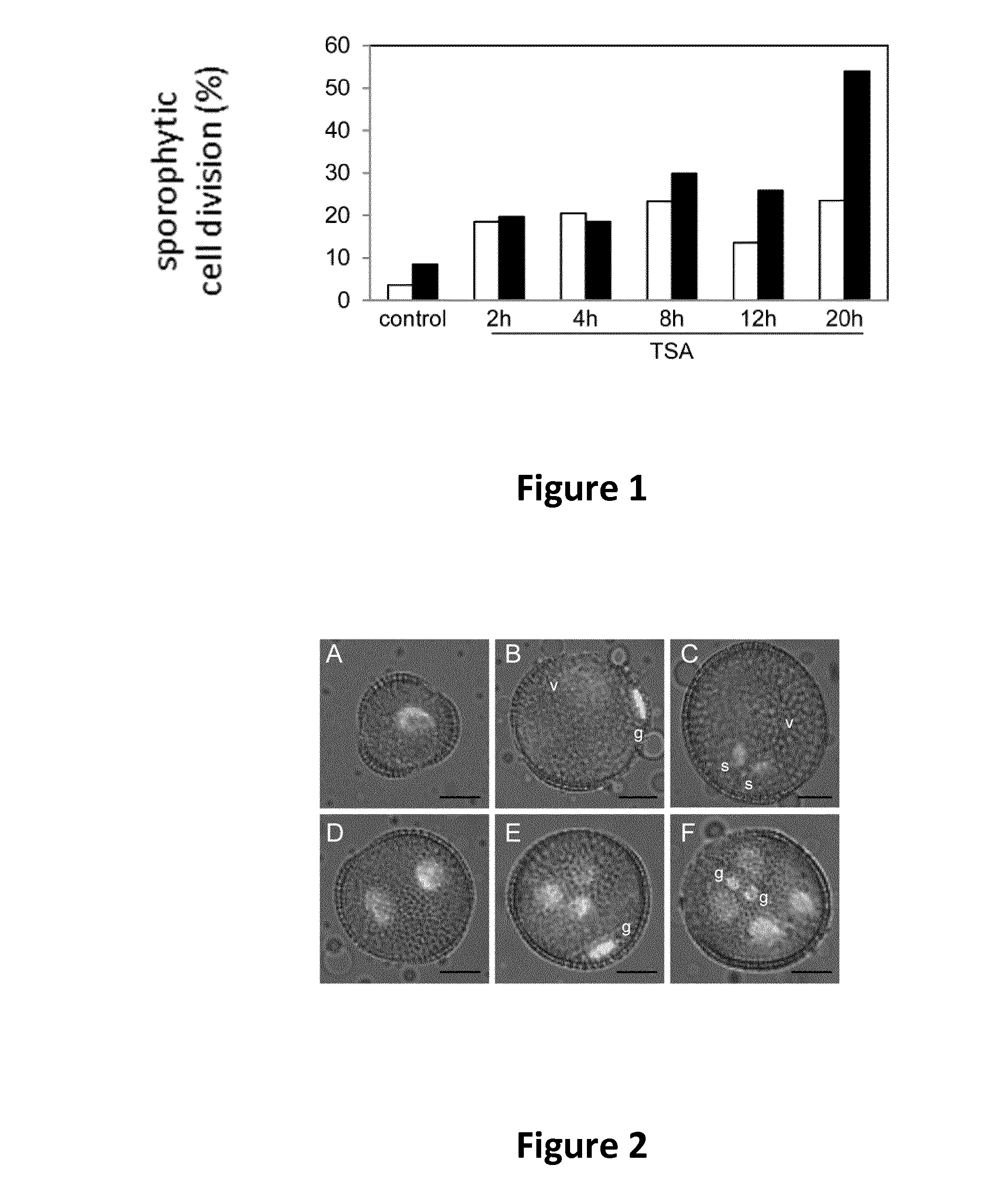 Haploid embryogenesis