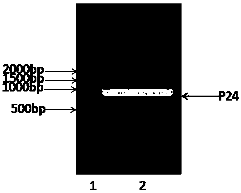 Anti-human crp antibody and its application