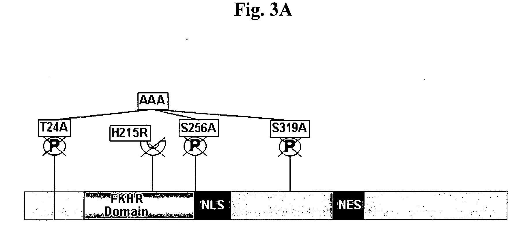 Modulation of PPARgamma2 gene promoter by FOXO1