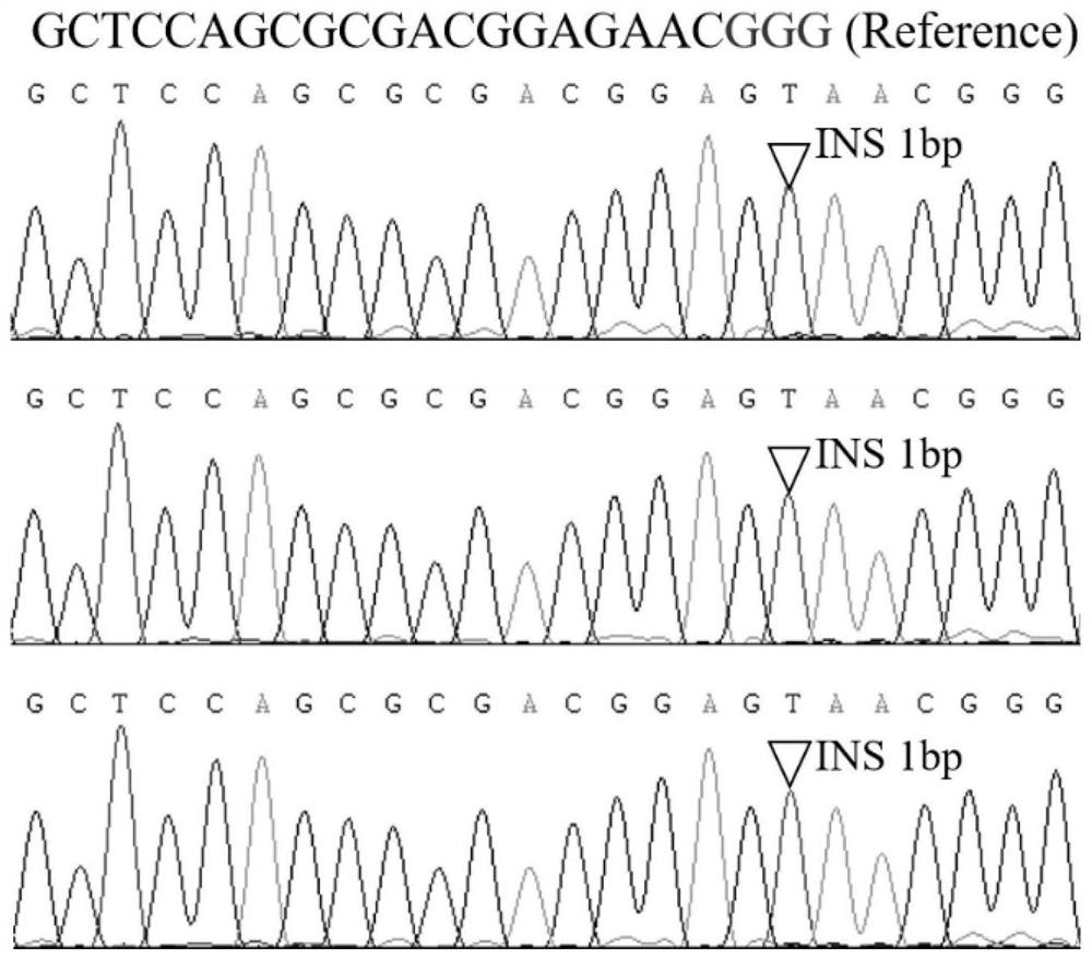 Rice bacterial blight resistance-related gene osduf6 and its application