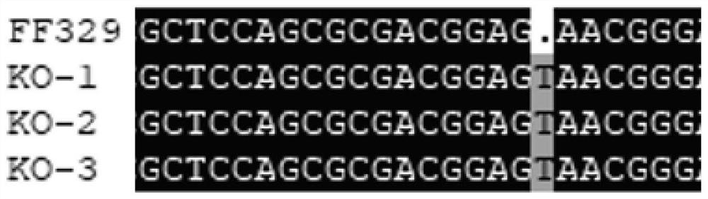 Rice bacterial blight resistance-related gene osduf6 and its application