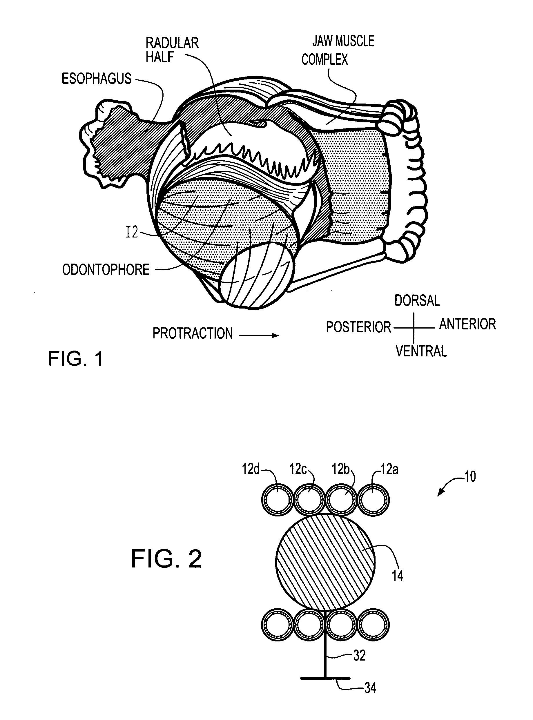 Biologically inspired gripping device