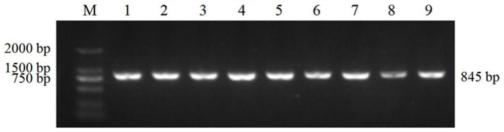 Method for evaluating, detecting and/or predicting beef quality traits of consumption cattle