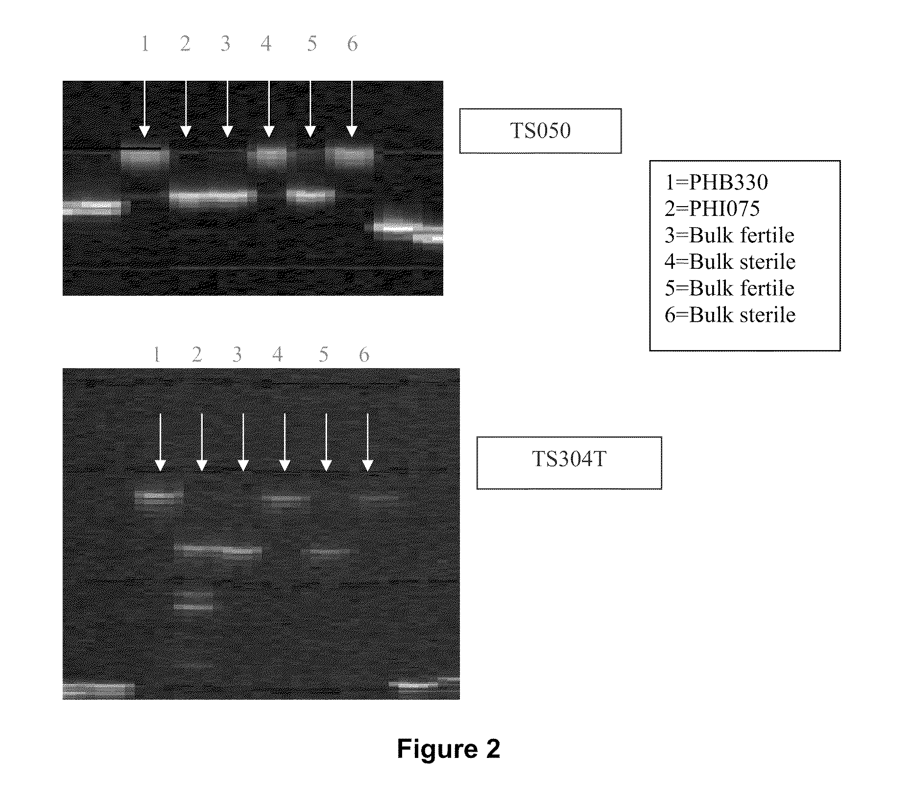 Sorghum fertility restorer genotypes and methods of marker-assisted selection