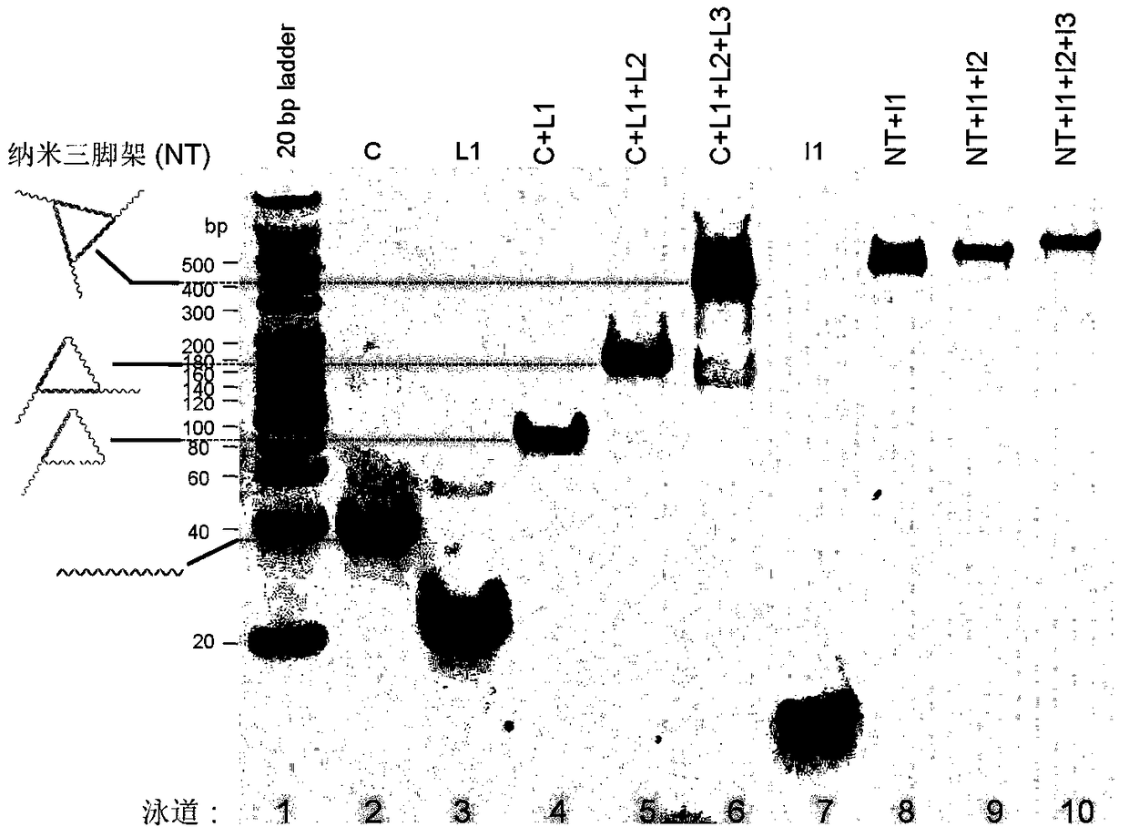 DNA nano tripod-based molecular logic gate for regulating interaction between fluorescent small molecule and graphene oxide and construction method thereof