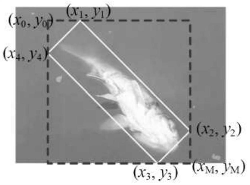 Anti-shielding and multi-scale dead fish identification system and method based on deep learning