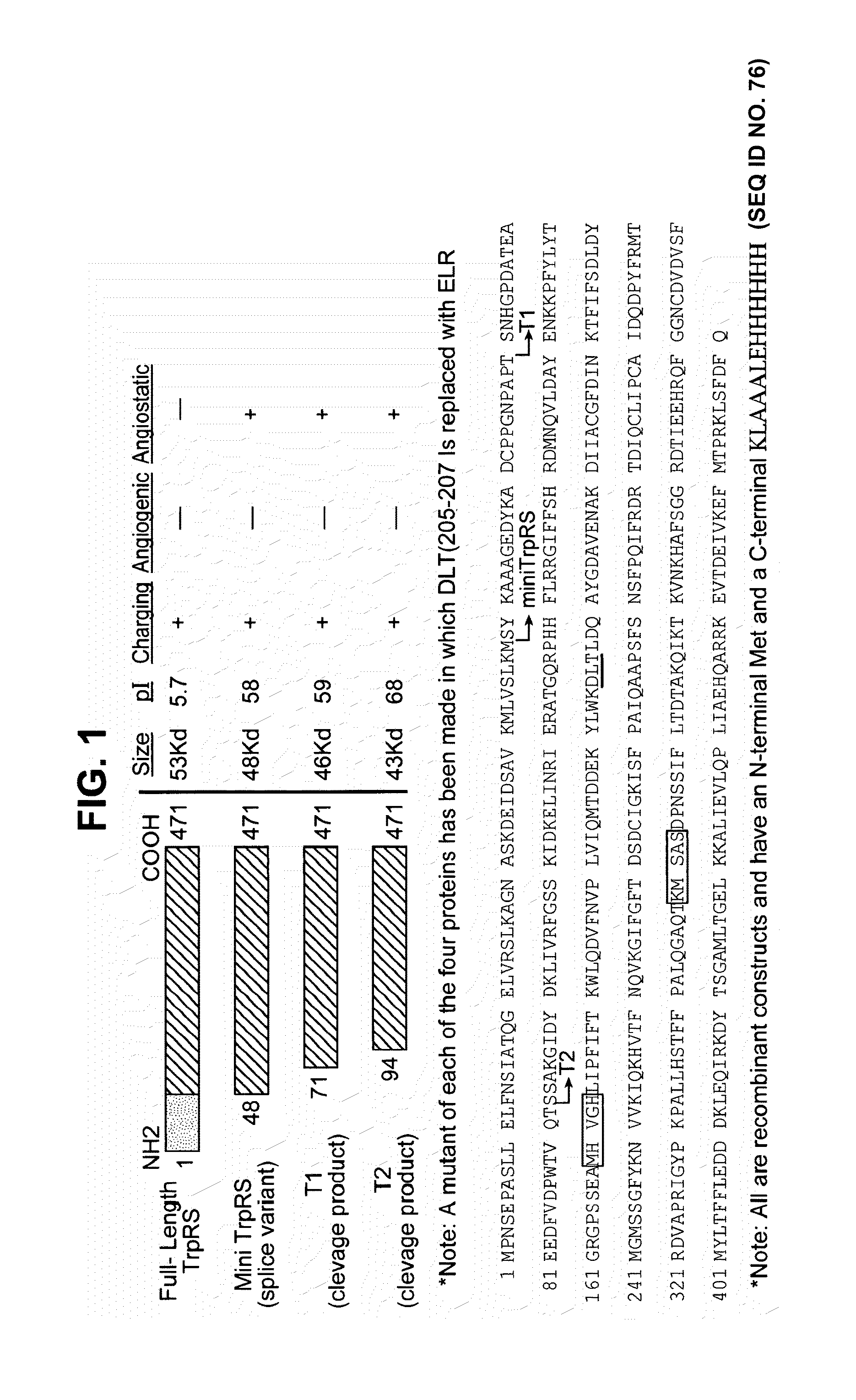 tRNA synthetase fragments