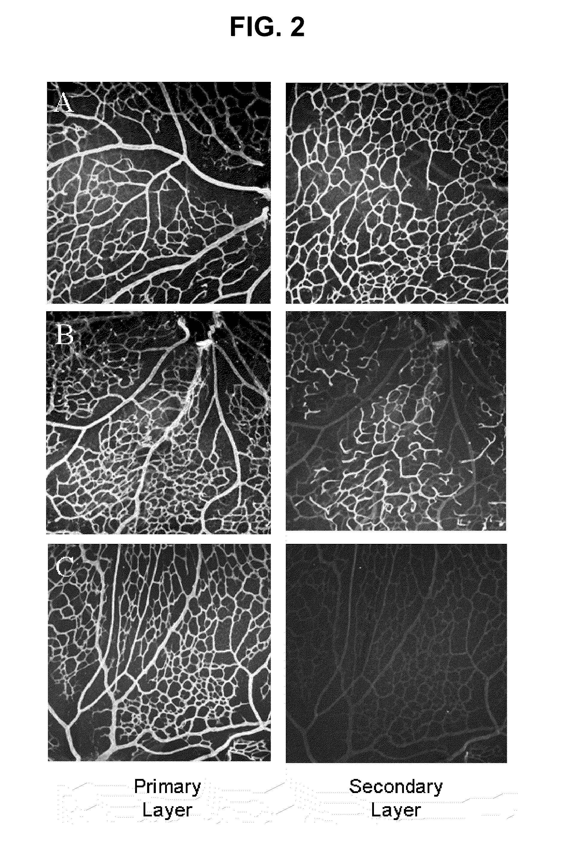 tRNA synthetase fragments